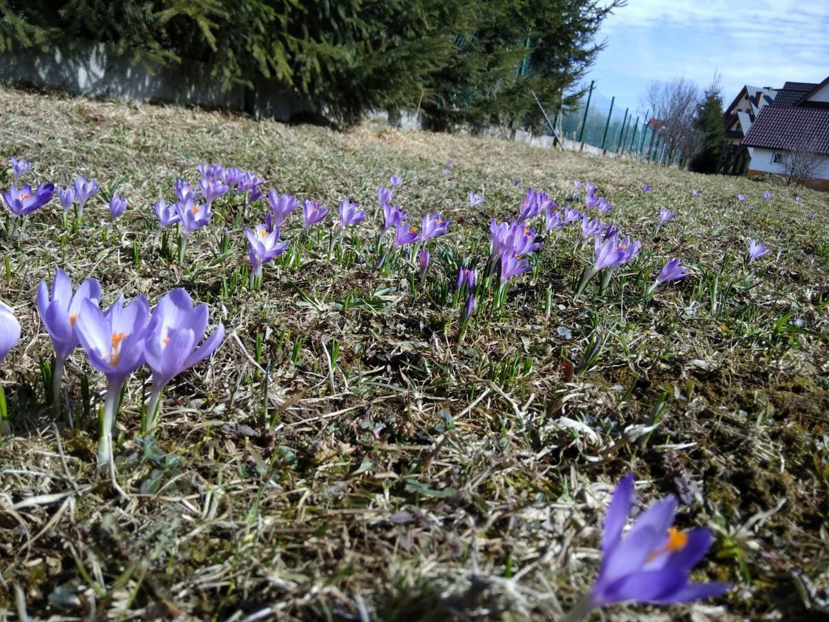 Czarna Jagoda Czarna Gora Luaran gambar